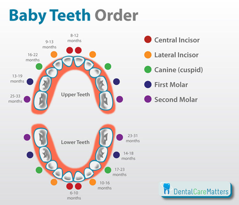 introduction teething - baby teeth order